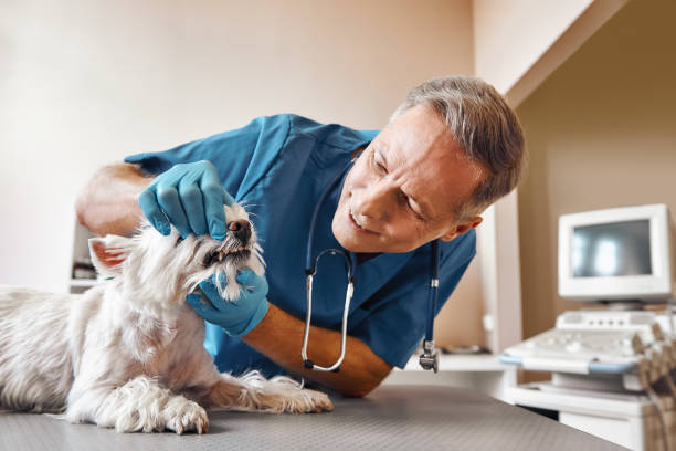 Best Emergency Gum Treatment in Versailles, OH